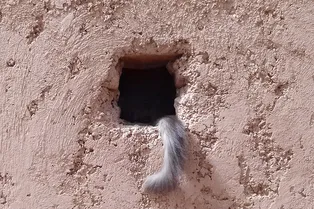 Мастера маскировки: 20 смешных фотографий котов, которые думают, что их не видно Мастера маскировки: 20 смешных фотографий котов, которые думают, что их не видно