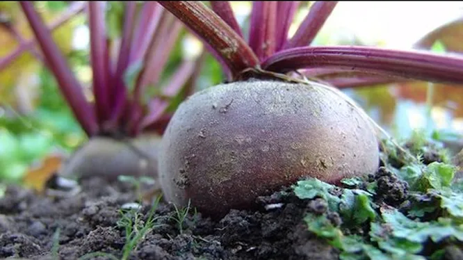 Нажми и смотри