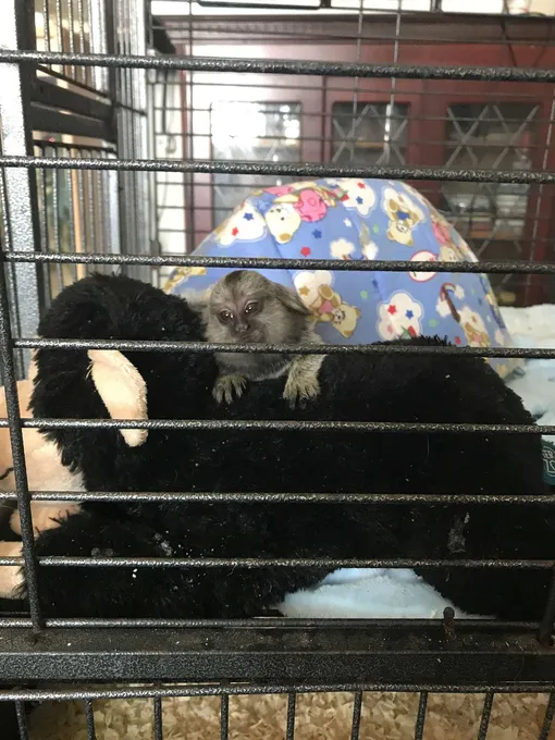 обезьянка в клетке обезьянка в клетке