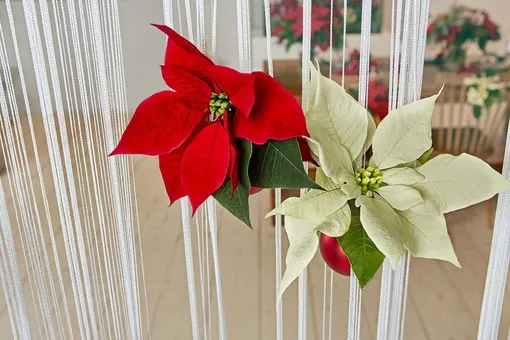 Вертикальные украшения с пуансеттиями