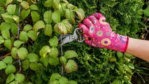 Принцип формирования малинника