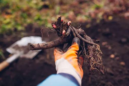 Пион древовидный Пион древовидный