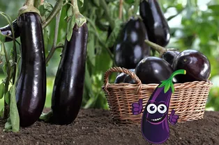 Как высадить рассаду баклажанов в теплицу весной 2026 года и собирать «синенькие» ящиками