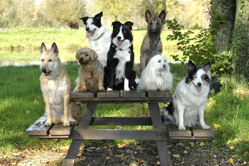 Почему собаки выглядят так по-разному: от крошечных до гигантов фото