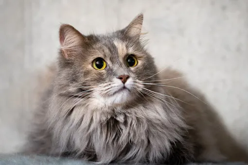 Фонд «РЭЙ» отметил седьмой день рождения и приглашает всех подарить подарки бездомным кошкам и собакам Фонд «РЭЙ» отметил седьмой день рождения и приглашает всех подарить подарки бездомным кошкам и собакам