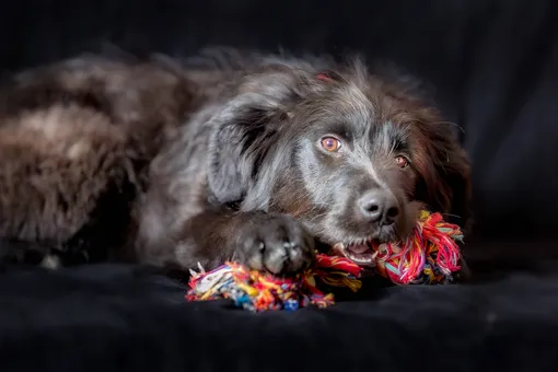 Как сделать игрушку для собаки своими руками фото