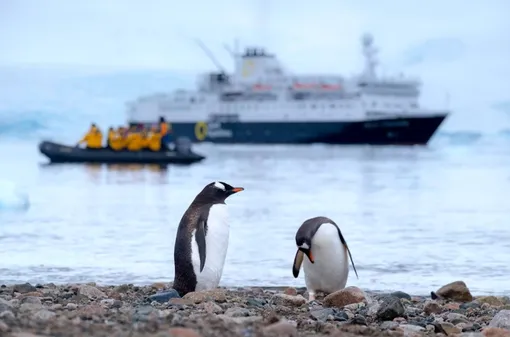 Таяние льдов приводит к гибели пингвинов