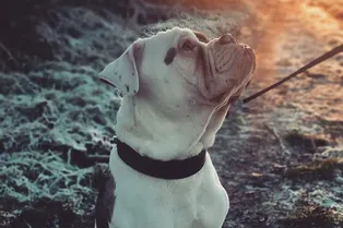 Природа шутит: фото собаки, которой достался самый грустный взгляд на свете