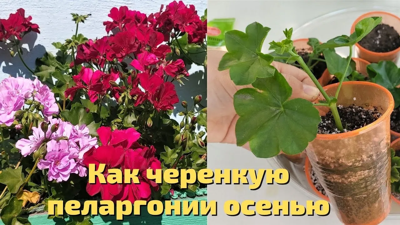 Нажми и смотри