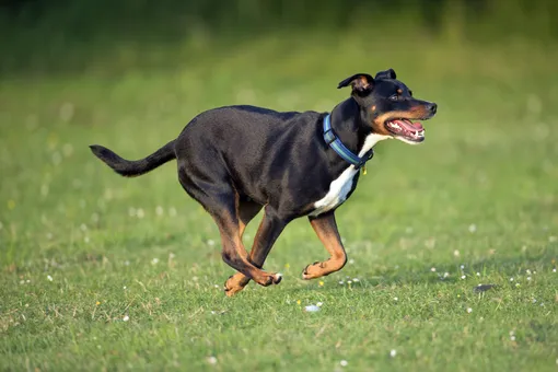 5 признаков того, что ваша собака здорова