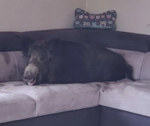 кабан на диване кабан на диване