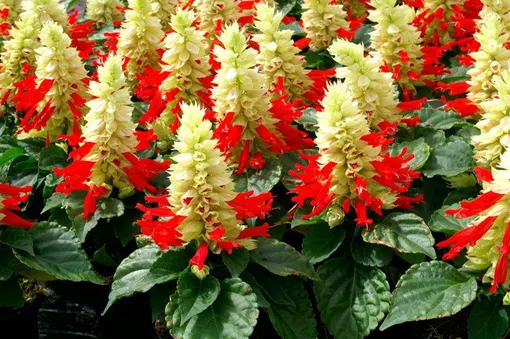 сальвия как сажать сальвия как сажать