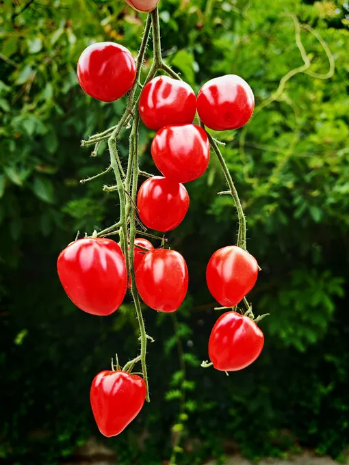 Помидоры на ветке гроздь