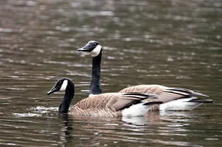 С любимыми не расставайтесь: врачи делали операцию гусю, когда в дверь постучали