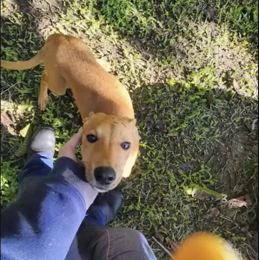чудесное спасение собаки чудесное спасение собаки