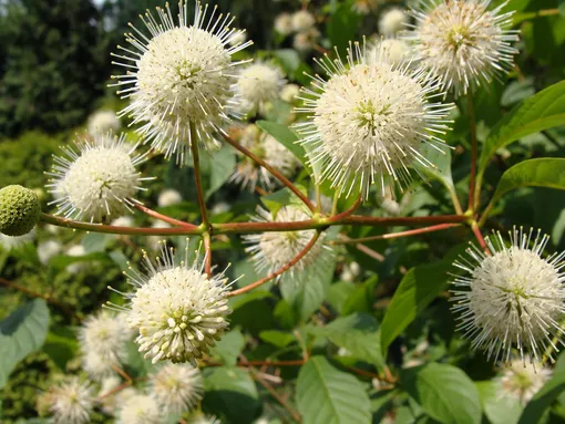 Цветоголовник западный