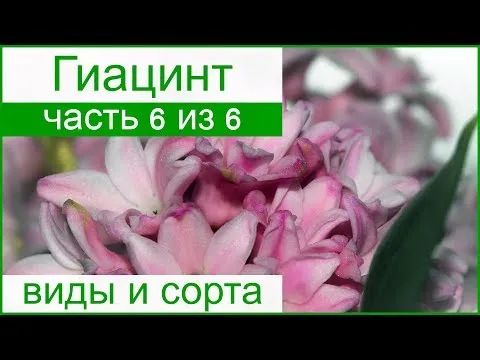 Нажми и смотри