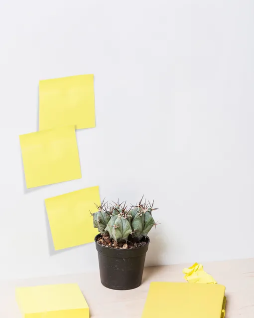 Заметка и кактус