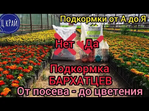 Нажми и смотри