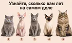 Ваш внутренний возраст: какая из пяти кошек вам ближе? Быстрый психологический тест