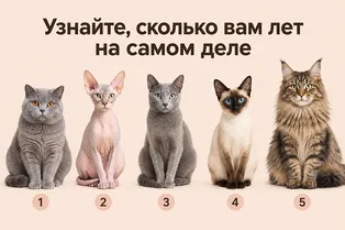 Ваш внутренний возраст: какая из пяти кошек вам ближе? Быстрый психологический тест Ваш внутренний возраст: какая из пяти кошек вам ближе? Быстрый психологический тест