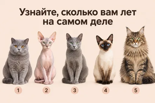 Ваш внутренний возраст: какая из пяти кошек вам ближе? Быстрый психологический тест Ваш внутренний возраст: какая из пяти кошек вам ближе? Быстрый психологический тест