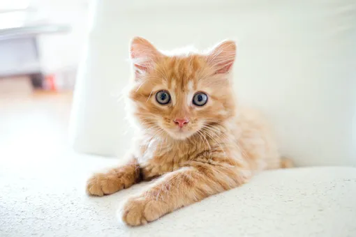 Уличная кошка принесла котят к ветеринару, чтобы попросить помощи Уличная кошка принесла котят к ветеринару, чтобы попросить помощи