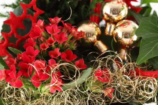 Зимний уход за каланхоэ Блоссфельда: сохраняем красоту и здоровье растения Зимний уход за каланхоэ Блоссфельда: сохраняем красоту и здоровье растения