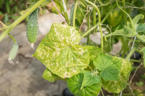 Как спасти огурцы, пораженные мучнистой росой Как спасти огурцы, пораженные мучнистой росой