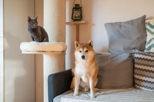 сиба bye порода сиба bye порода