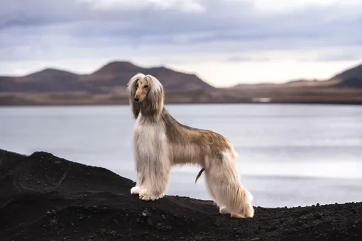 афганская борзая афганская борзая