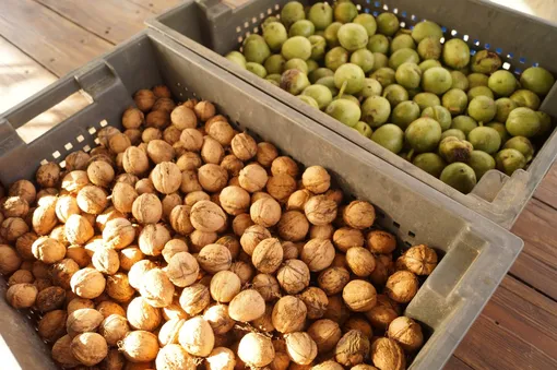 Как сушить грецкие орехи Как сушить грецкие орехи