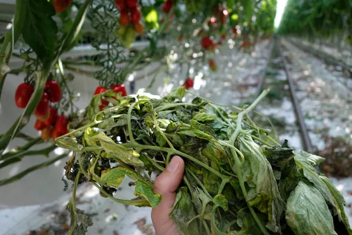 Как сделать и применять настой из листьев томатов Как сделать и применять настой из листьев томатов