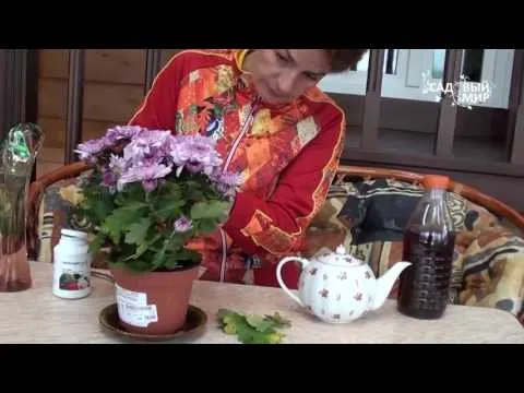 Нажми и смотри Нажми и смотри