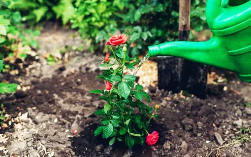 Какой уход нужен розам в августе: пошаговая инструкция