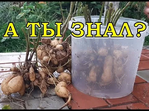 Нажми и смотри