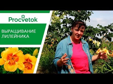 Нажми и смотри