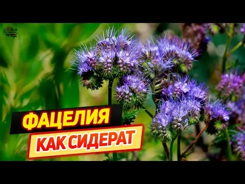 Нажми и смотри