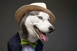 «Капсульный гардероб» для собаки: что это такое и как сэкономит деньги?