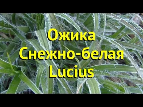 Нажми и смотри