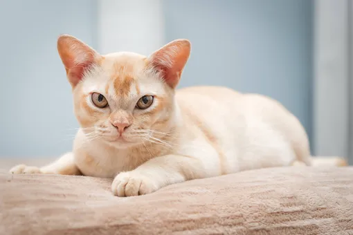 бирманская кошка фото