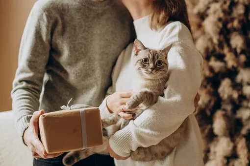 Ты только мой: ревнуют ли кошки на самом деле?