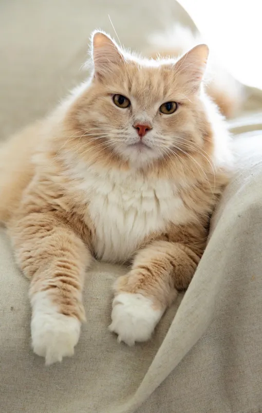 сибирская кошка фото сибирская кошка фото