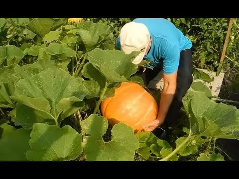 Нажми и смотри