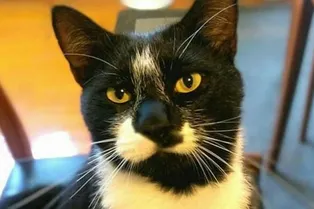 Кот поссорил влюбленных, подкинув на кровать чужое нижнее белье