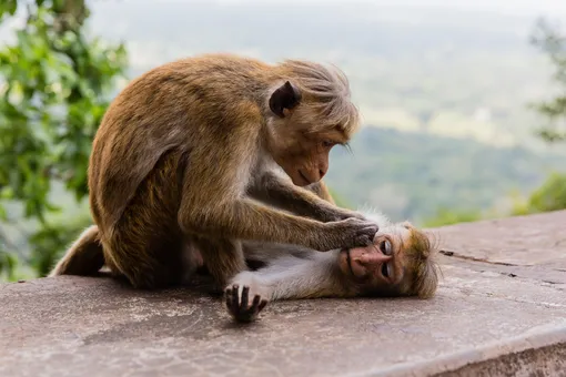 груминг у макак груминг у макак