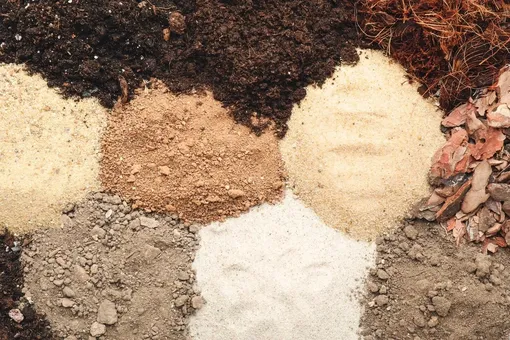 Посадка тюльпанов и нарциссов: 3 самые большие ошибки