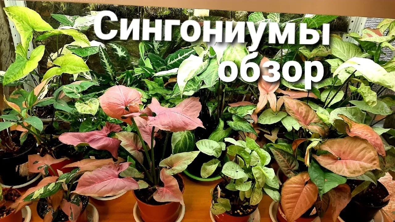 Нажми и смотри Нажми и смотри