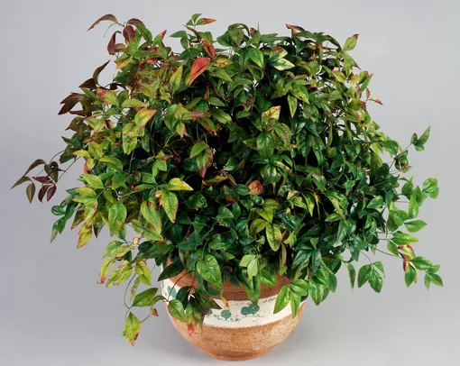 Куст нандины в глиняном горшке Куст нандины в глиняном горшке