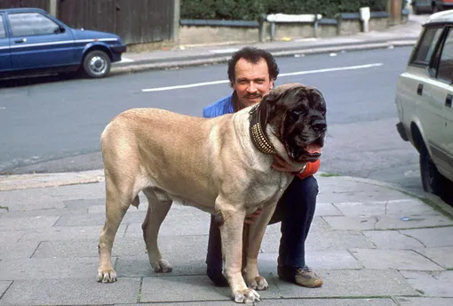 Самый большой пёс Зорба